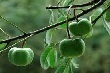 Công nhân cao su bị bệnh nghề nghiệp được hưởng bảo hiểm xã hội
